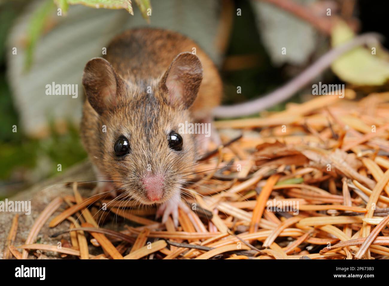Wood Mouse (Apodemus sylvaticus) animal captif en studio, Berwickshire, Écosse, octobre 2011 Banque D'Images