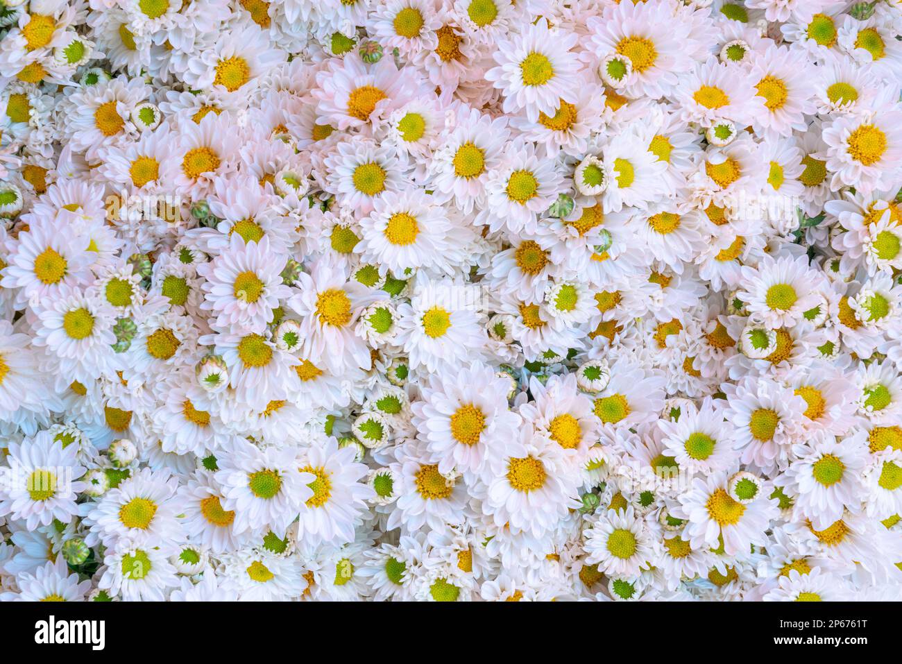 Bouquet de fleurs fraîches vendues au marché aux fleurs, Mandalay, Myanmar (Birmanie), Asie Banque D'Images