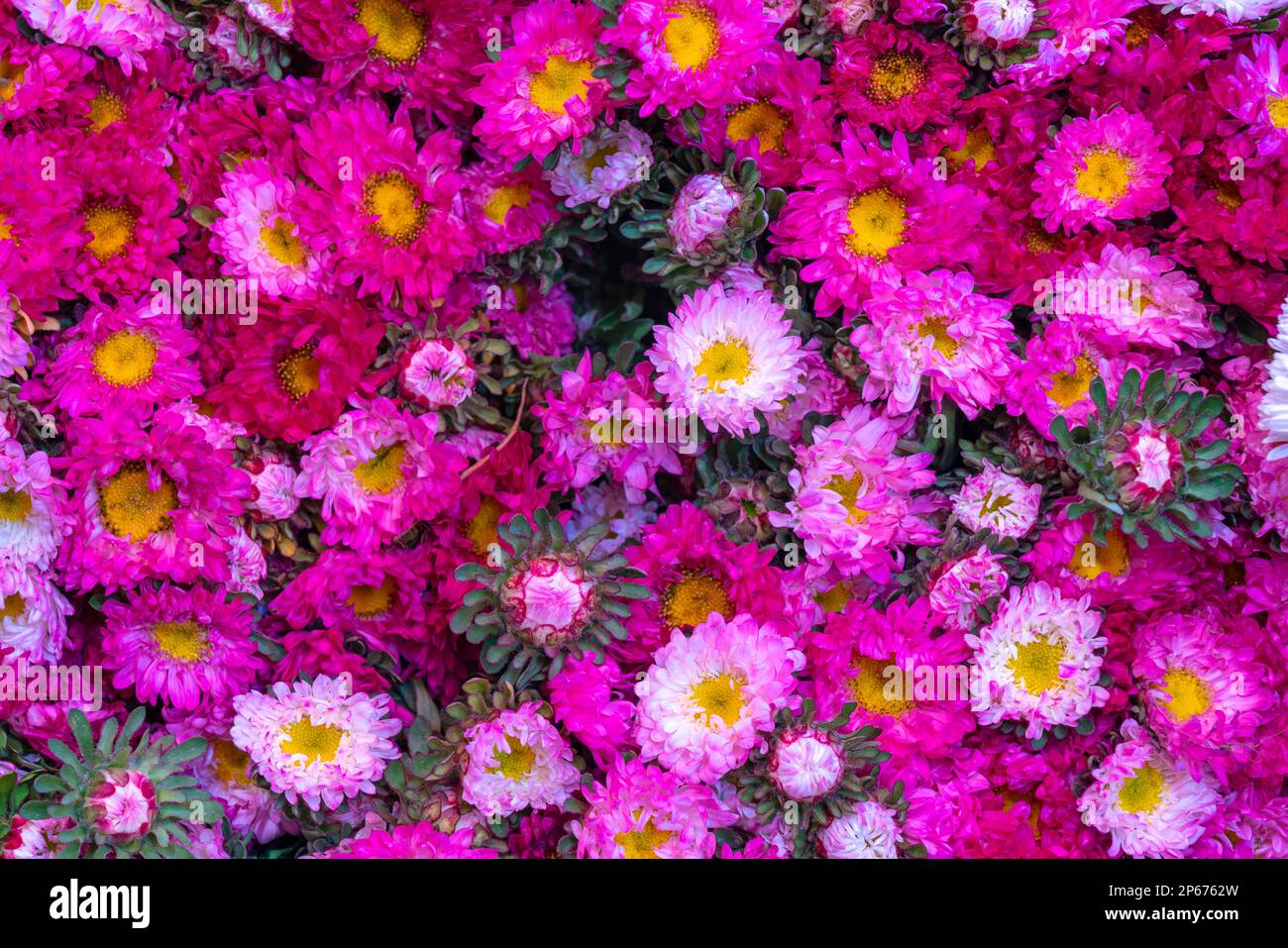 Bouquet de fleurs fraîches vendues au marché aux fleurs, Mandalay, Myanmar (Birmanie), Asie Banque D'Images