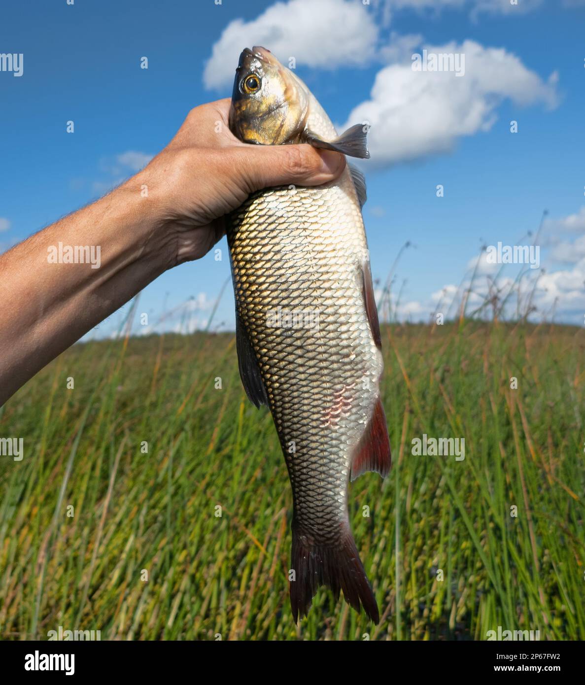 Nerfling, ide (Leuciscus idu) a été capturé sur un petit disque jaune parmi les épaists du Grand Club-Rush (Scirpus lacustris) et les roseaux dans les eaux peu profondes. Au Banque D'Images