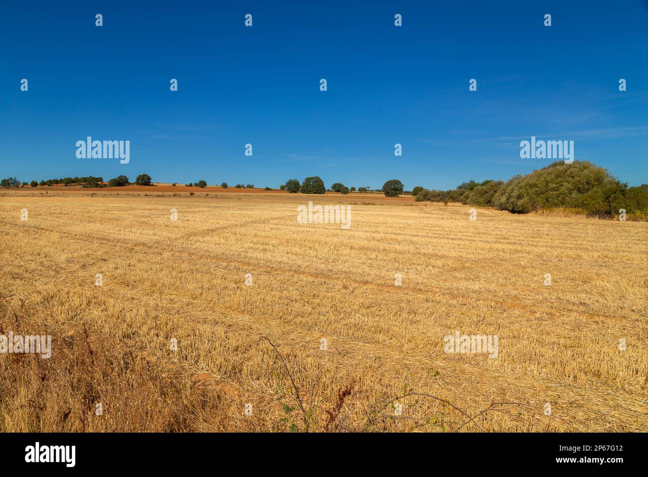 Vue sur un champ de culture dans le nord de l'Espagne Banque D'Images