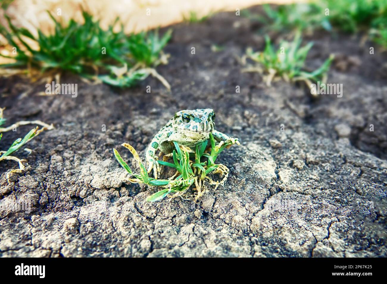 Un jeune crapaud vert européen (crapaud variable, Bufo viridis) sur terre sèche. Coloration assimilable (pas dans ce cas) et sécrétions toxiques sur la peau. Op Banque D'Images
