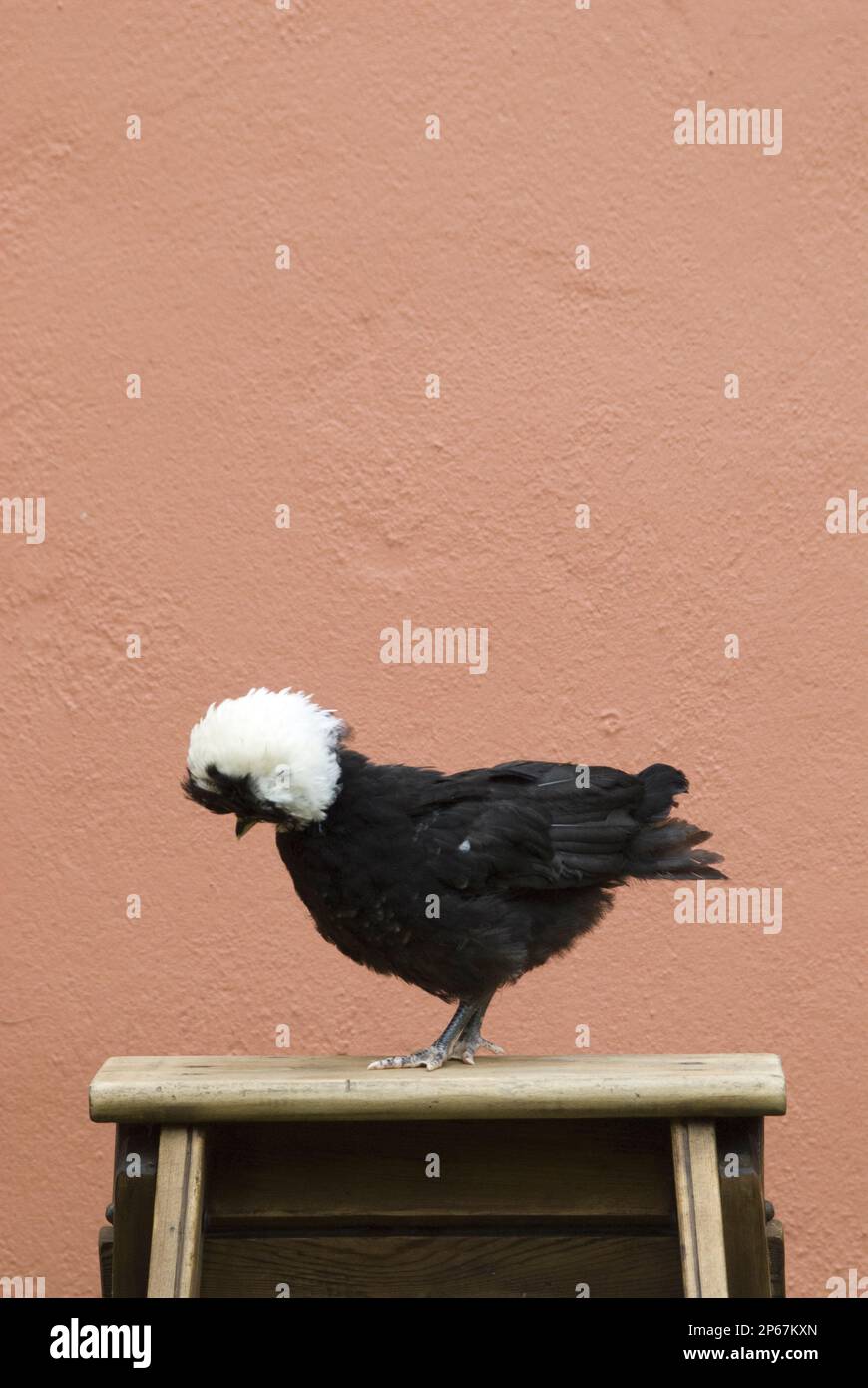 poule noire à tête blanche, perchée sur un pas contre un mur en terre cuite, le poulet de volaille se reproduit Banque D'Images