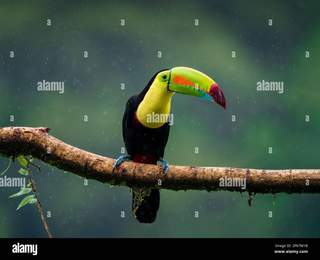 Toucan de forêt tropicale, oiseau fantastique sous de fortes pluies, Costa Rica, Amérique centrale Banque D'Images