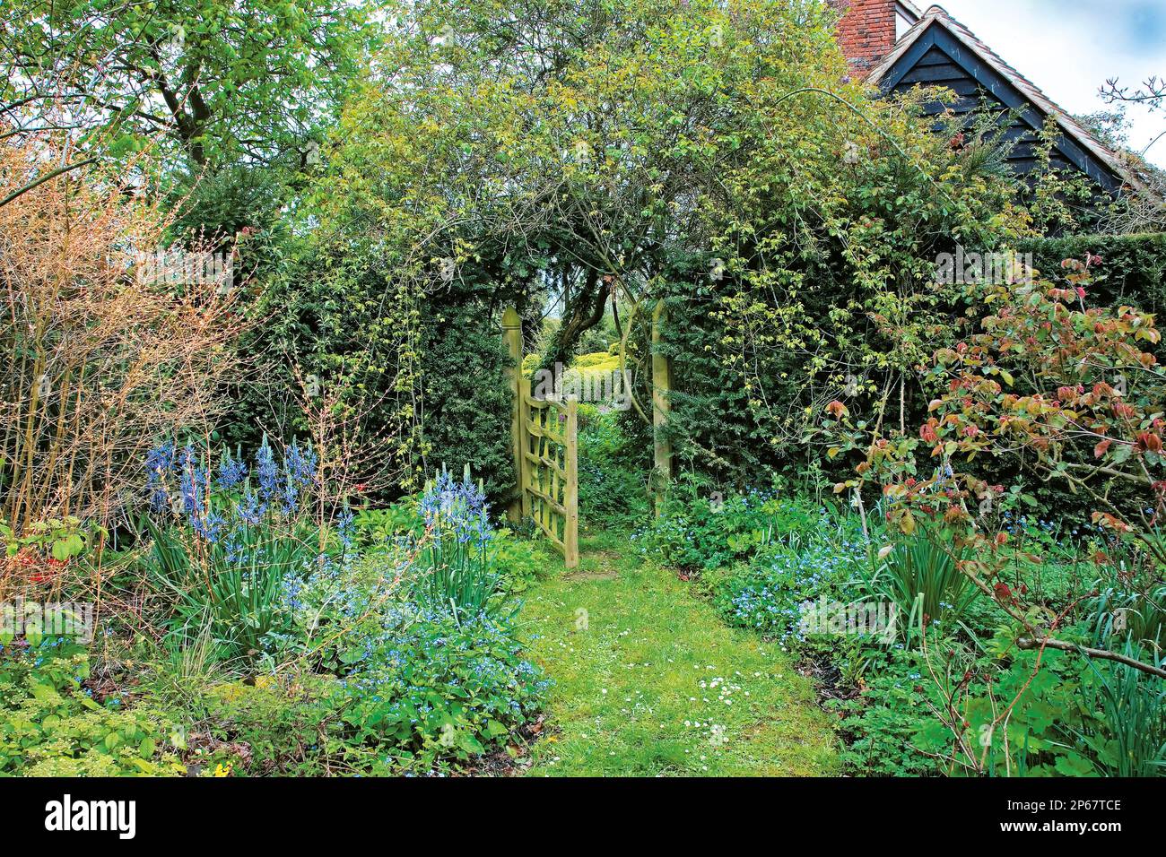 Une ancienne porte en bois dans une haie vous invite dans une nouvelle partie du jardin Banque D'Images