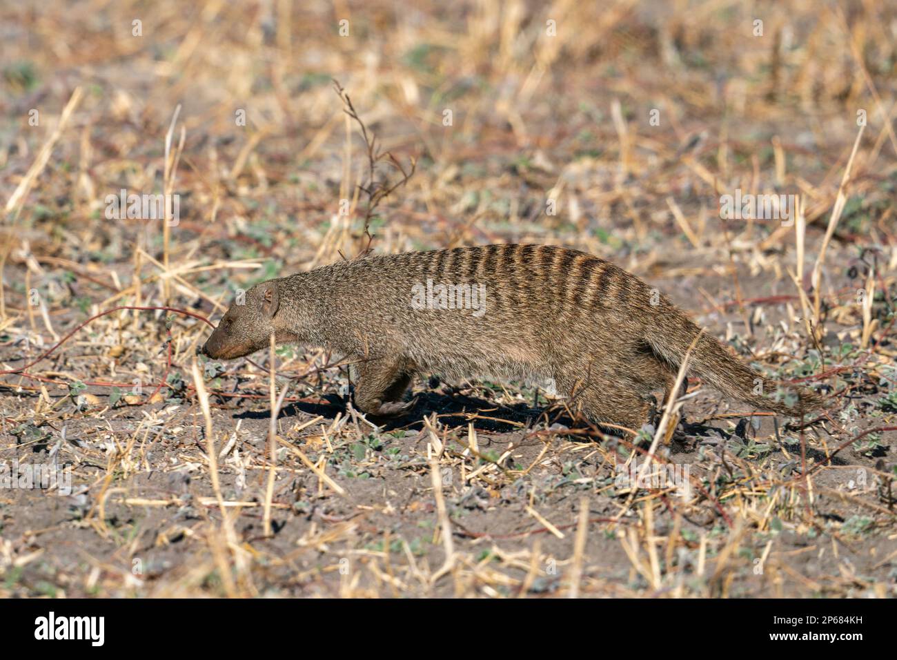 Mongoose baguée (Mungos mungos), Savuti, Parc national de Chobe, Botswana, Afrique Banque D'Images