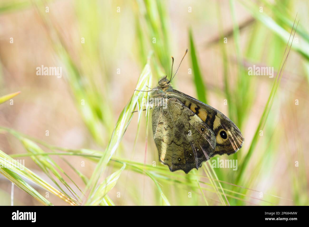 Papillon en bois tacheté sur l'herbe, Pararge Aegeria Banque D'Images
