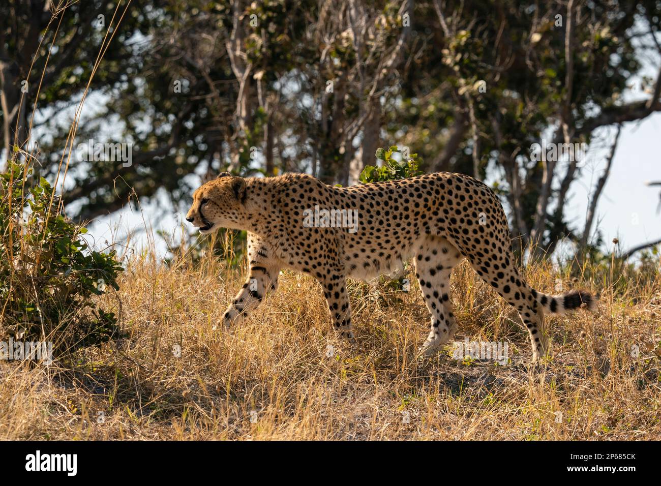 Cheetah (Acinonyx jubatus) marche à pied, Savuti, parc national de Chobe, Botswana, Afrique Banque D'Images