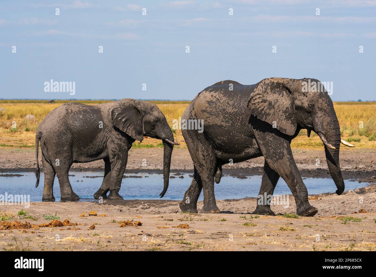 Éléphants d'Afrique (Loxodonta africana) dans un trou d'eau de la plaine de Mababe, parc national de Chobe, Botswana, Afrique Banque D'Images