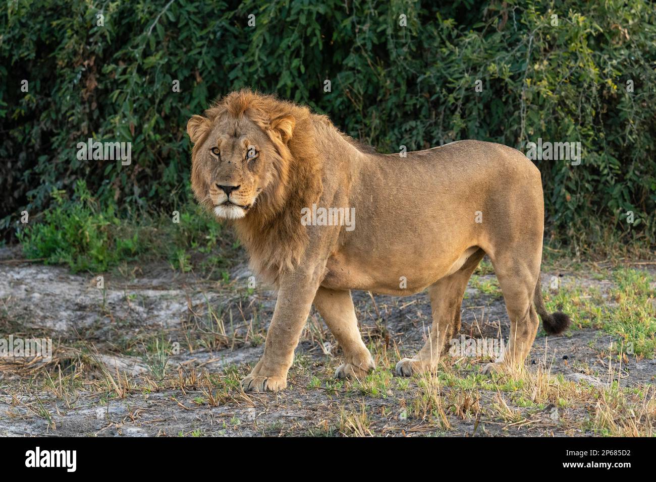 Lion (Panthera leo), Savuti, Chobe National Park, Botswana, Africa Banque D'Images