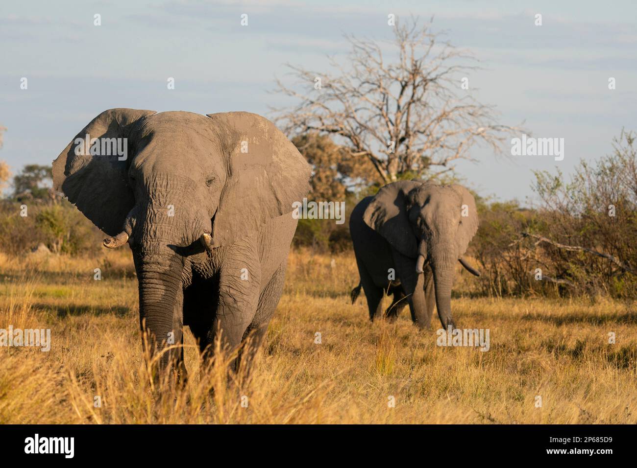 Éléphants d'Afrique (Loxodonta africana) marchant dans la savane, concession Khwai, delta d'Okavango, Botswana, Afrique Banque D'Images
