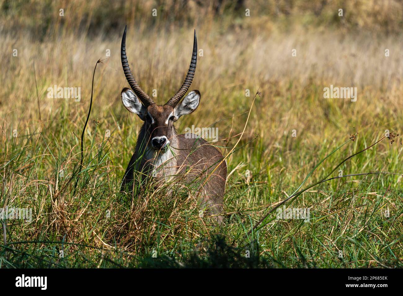 Mâle Waterbuck (Kobus ellipsiprymnus), concession Khwai, delta d'Okavango, Botswana, Afrique Banque D'Images