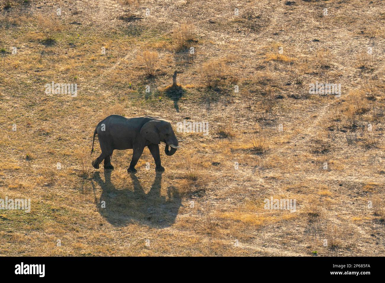 Vue aérienne d'un éléphant d'Afrique (Loxodonta africana) marchant dans le delta d'Okavango, site classé au patrimoine mondial de l'UNESCO, Botswana, Afrique Banque D'Images