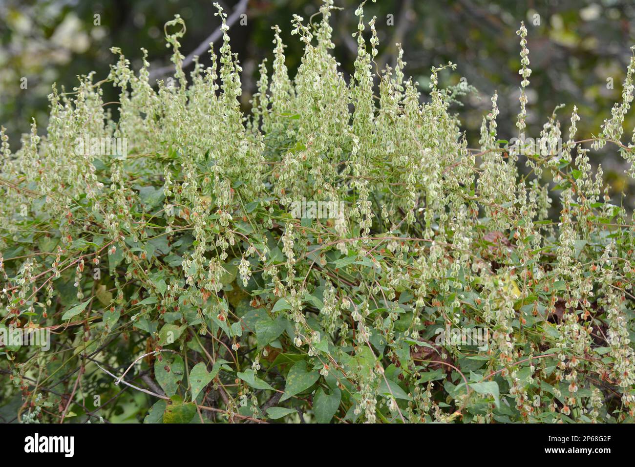 Sarrasin d'arbuste sauvage (Falopia dumetorum), qui se tord comme une mauvaise herbe poussant dans la nature Banque D'Images