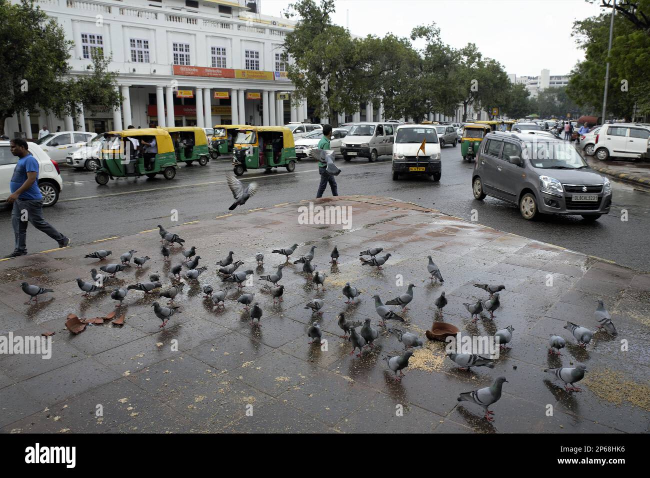 Pigeons à New Delhi Banque D'Images