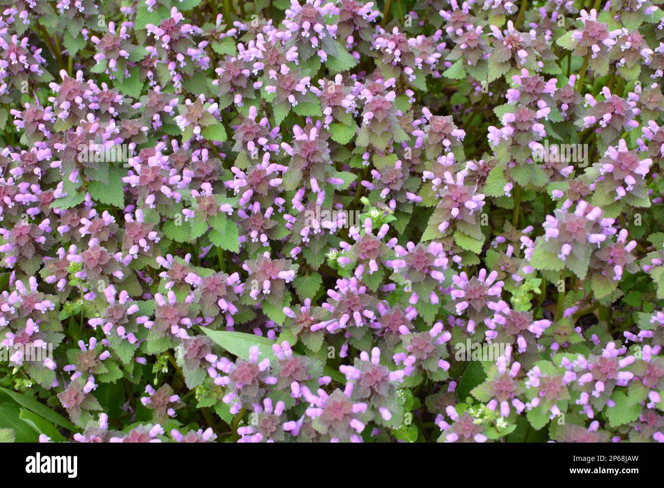 Il fleurit dans le violet d'ortie sourd sauvage (Lamium purpueum) Banque D'Images