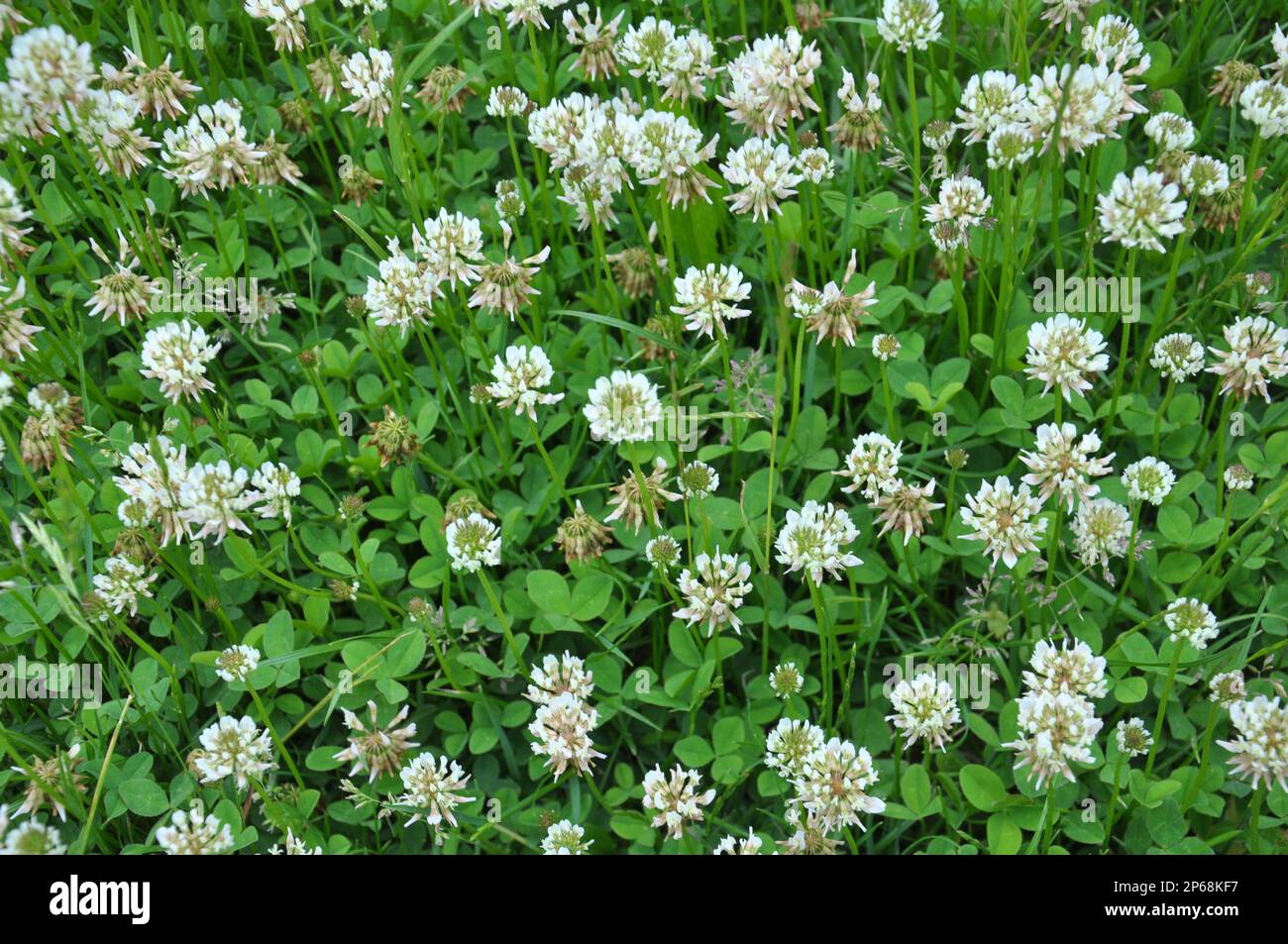 Le trèfle laquant blanc (Trifolium repens) pousse dans la nature en été Banque D'Images