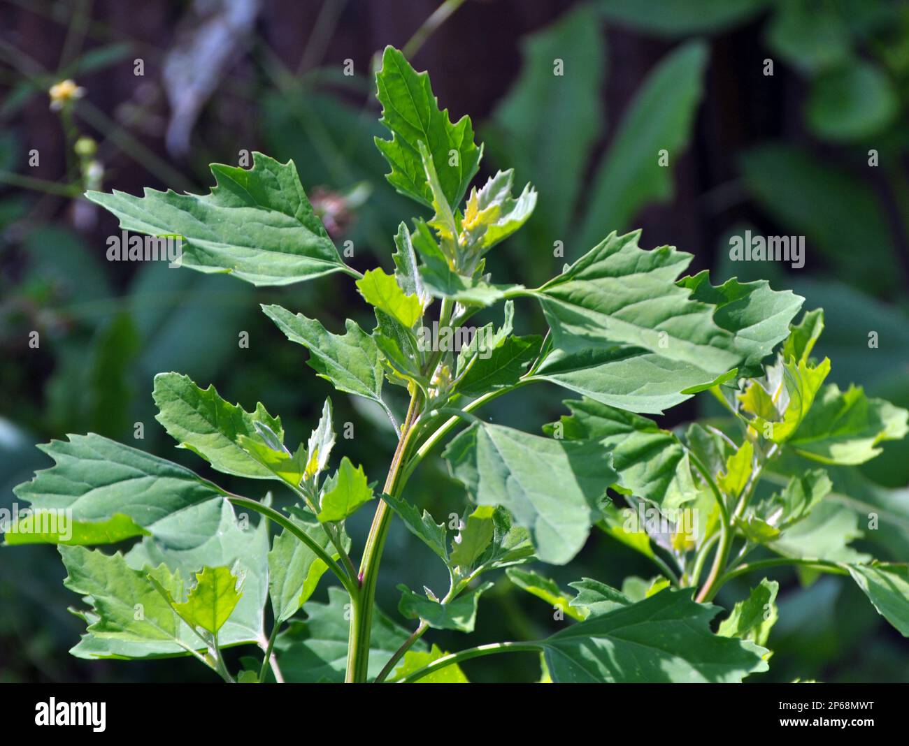 Le quinoa blanc (album Chenopodium) pousse dans la nature sauvage Banque D'Images