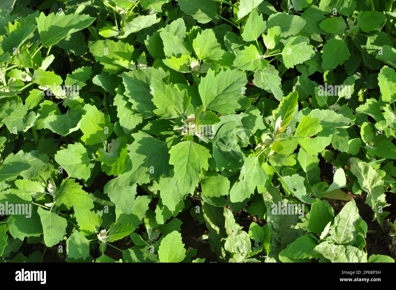 Le quinoa blanc (album Chenopodium) pousse dans la nature sauvage Banque D'Images