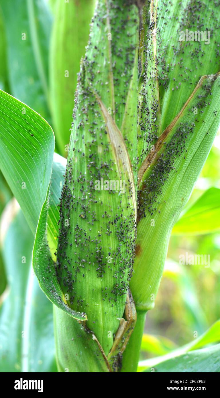 Un petit insecte herbivore - aphide (Aphidoidea) sur une rafle verte de maïs Banque D'Images
