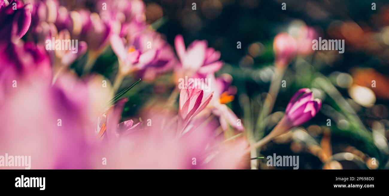 Fleurs de crocus pourpres au printemps. Photo de haute qualité. Magnifique backgroung violet avec des fleurs. Banque D'Images