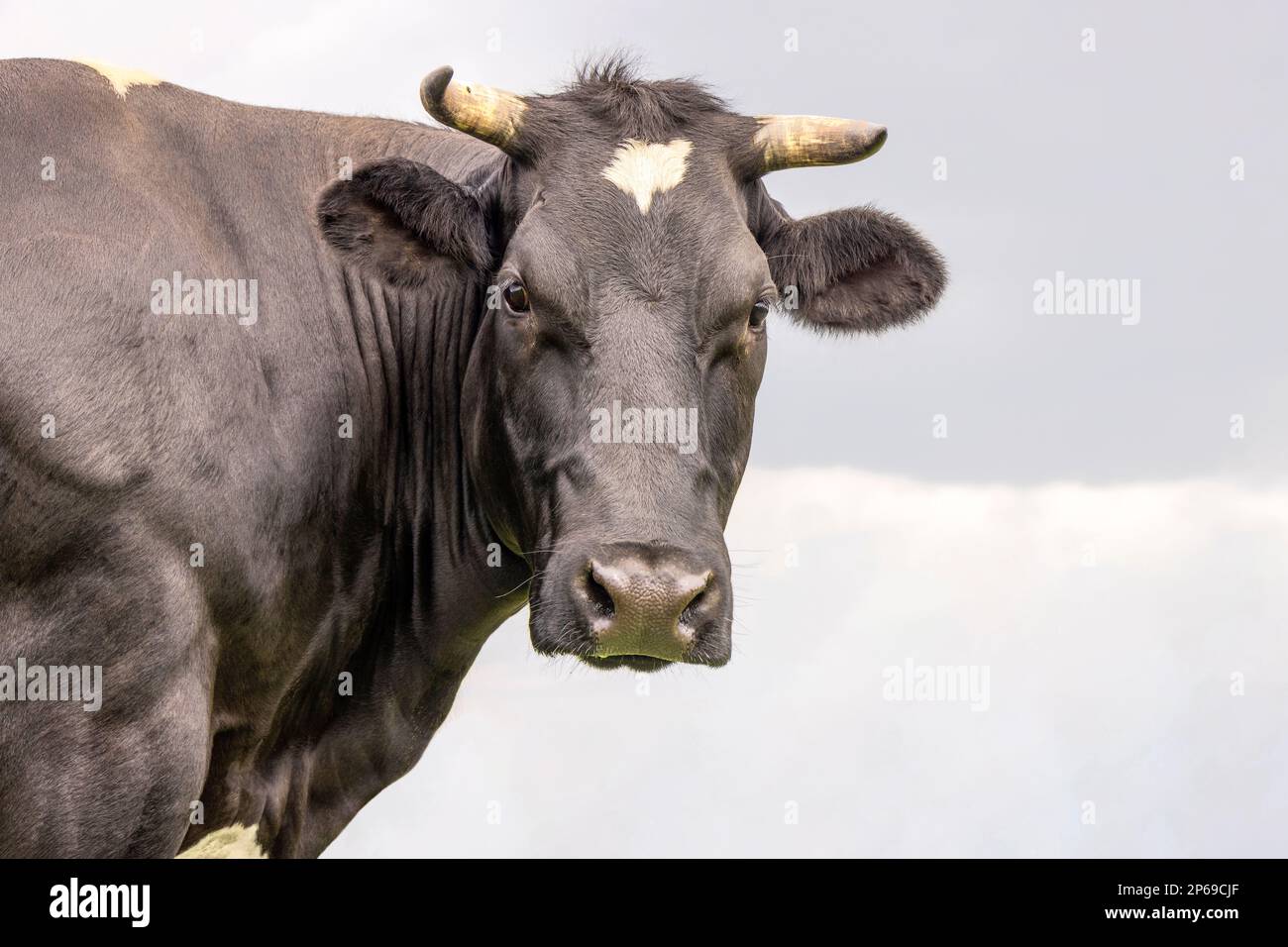 La beauté de la vache noire, vue de face de la tête moyenne, beau visage joli Banque D'Images