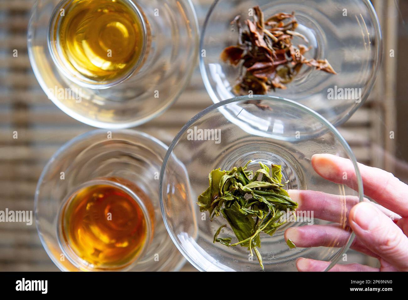 Dégustation de thé, Darjeeling, Inde Banque D'Images