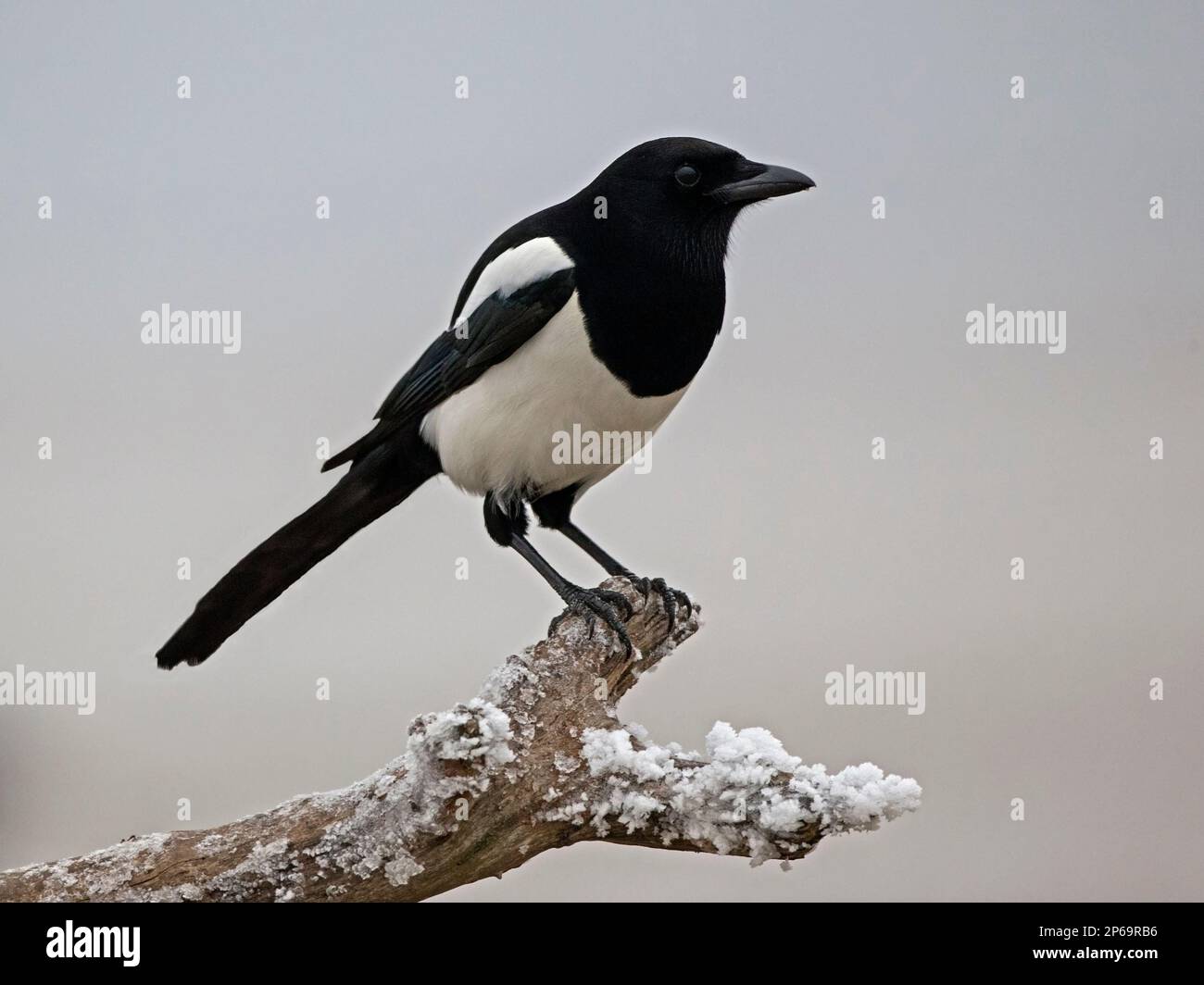 Magpie européenne perché Banque D'Images