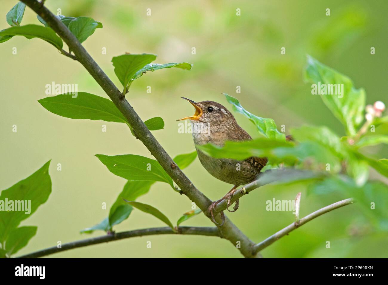 Wren eurasien / wren nordique (troglodytes troglodytes / troglodytes de Motacilla) chantant un mâle perché dans le Bush au printemps Banque D'Images