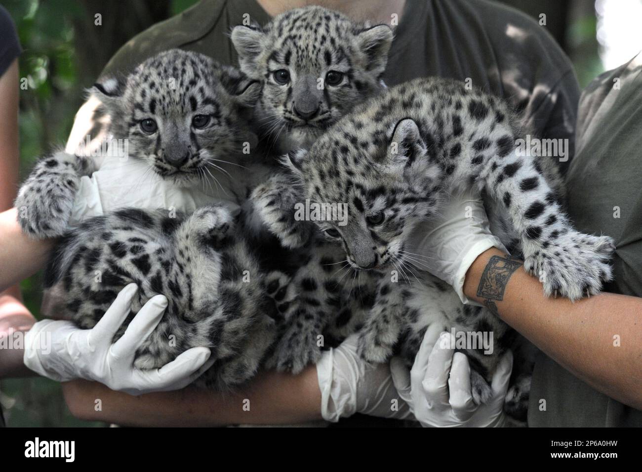 Three six-week old male snow leopard (Uncia uncia) cubs are held by keepers prior to their medical examination in the Szeged Game Park in Szeged, 170 kms southeast of Budapest, Hungary, Thursday, July 19, 2012. (AP Photo/MTI, Zoltan Gergely Kelemen) Banque D'Images