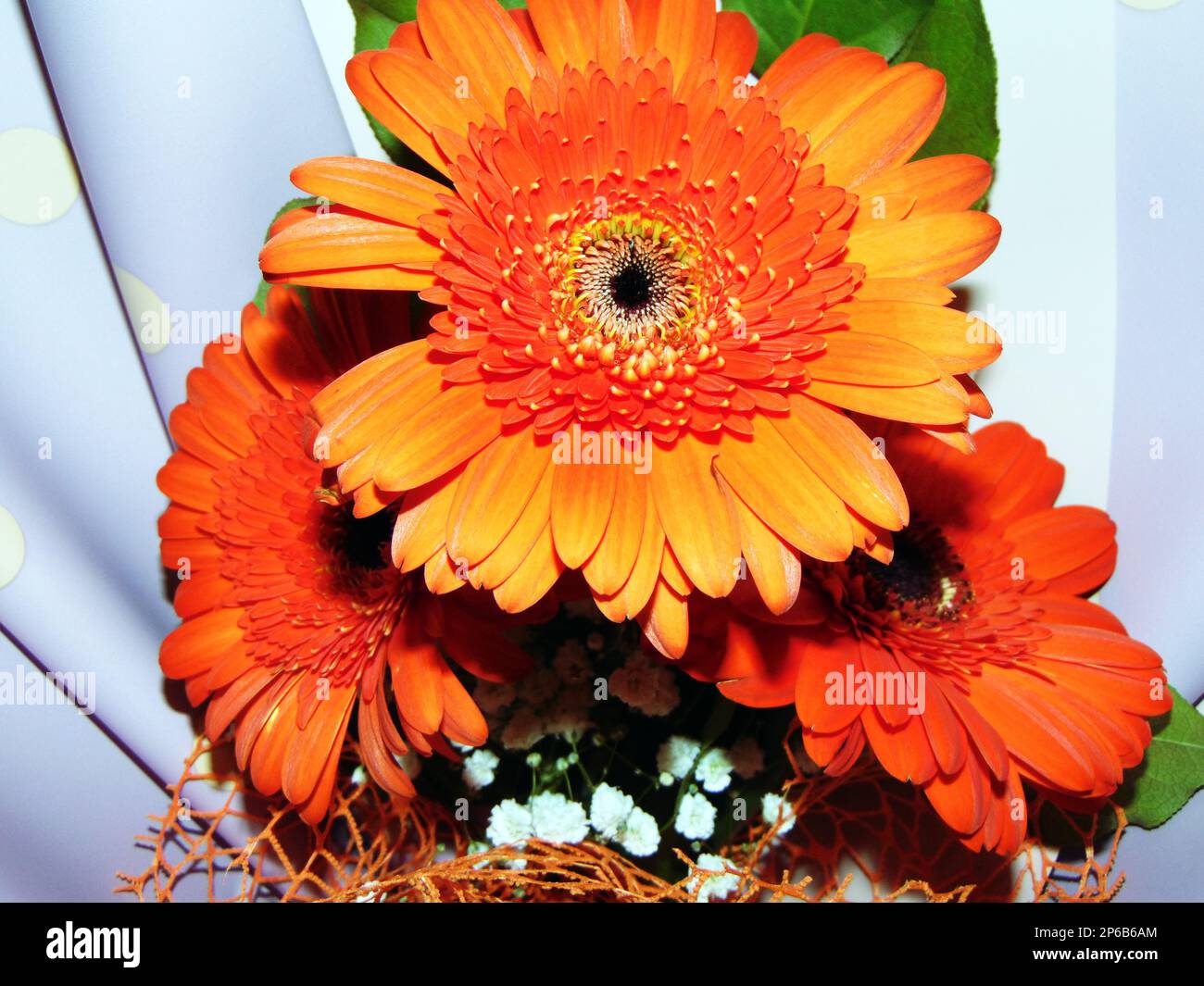 Bouquet de fleurs de Marguerite de Barberton Banque D'Images