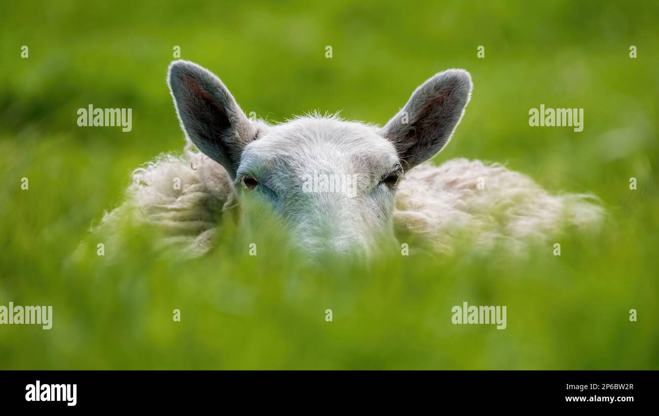 Moutons couchés dans l'herbe Banque D'Images