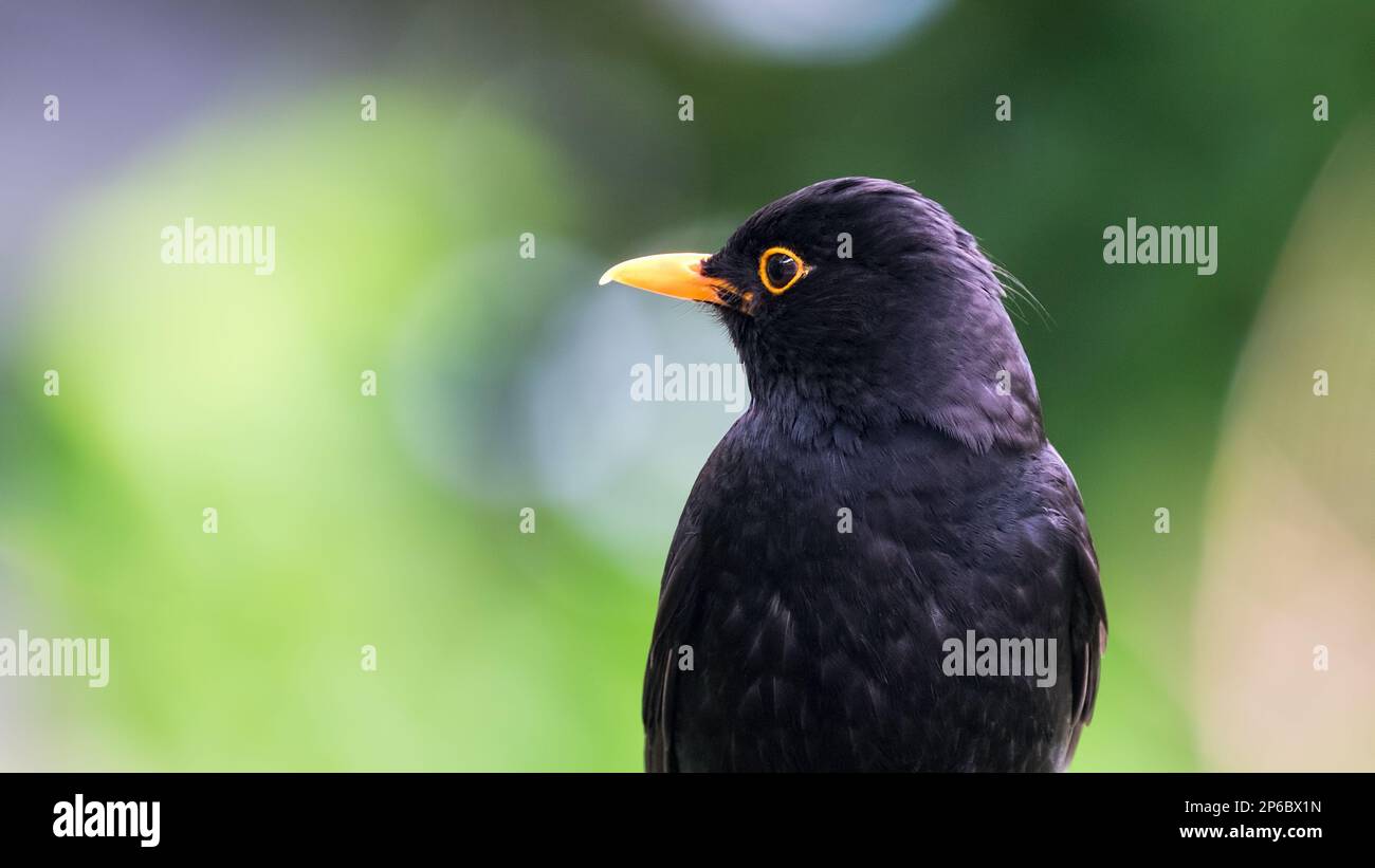 Portrait de Blackbird masculin Banque D'Images