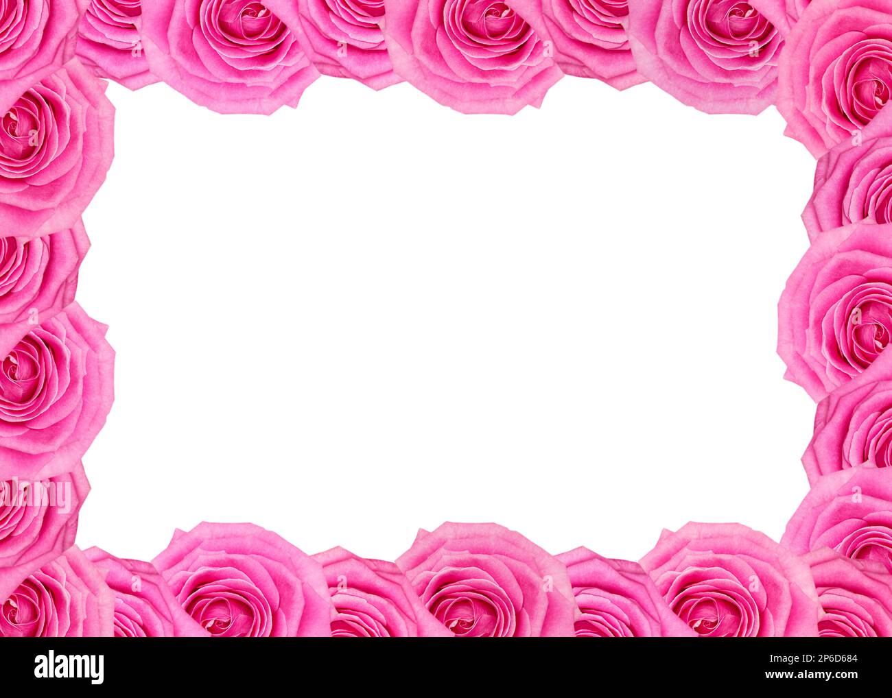 Cadre floral de roses roses motif isolé sur fond blanc. Bannière, maquette, en-tête avec espace de copie. Papier peint à fleurs naturelles, carte de vœux ou moi Banque D'Images