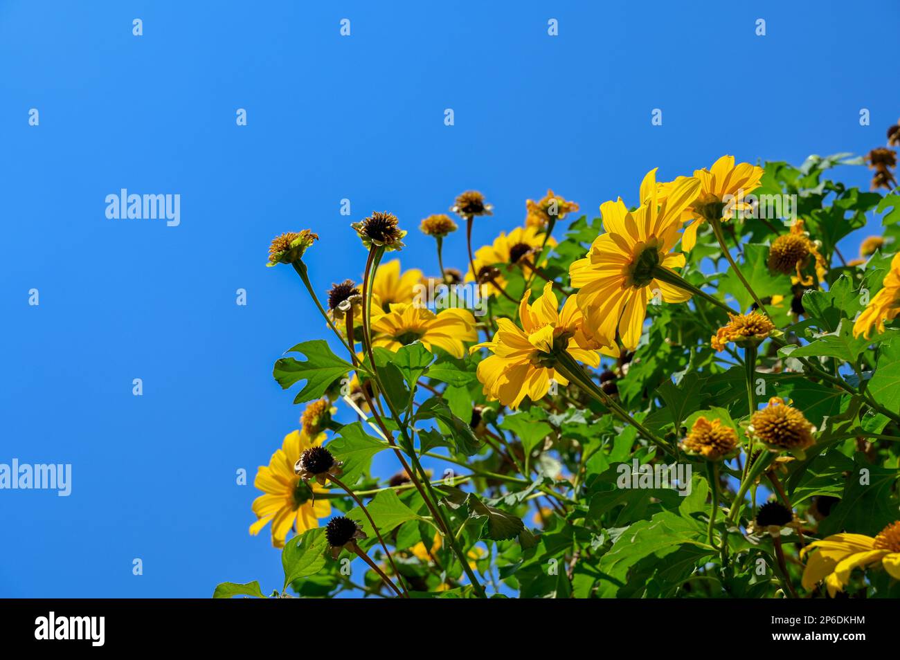 Fleurs de couleur jaune avec feuilles et ciel bleu en arrière-plan. Mise au point sélective utilisée. Cette fleur est connue sous le nom de marigold d'arbre, le tournesol mexicain, Banque D'Images