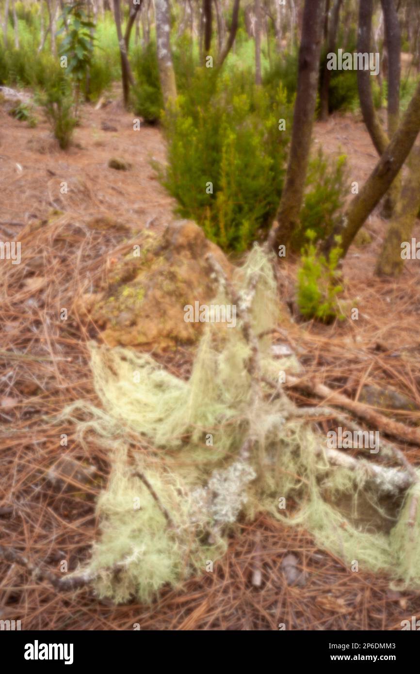 Nouveau, l'ère numérique, le leye-attrapant, se démarquer, haute résolution, Gros plan image de la mousse espagnole, Tillandsia Usneoides, Aguamansa, Ténérife Banque D'Images