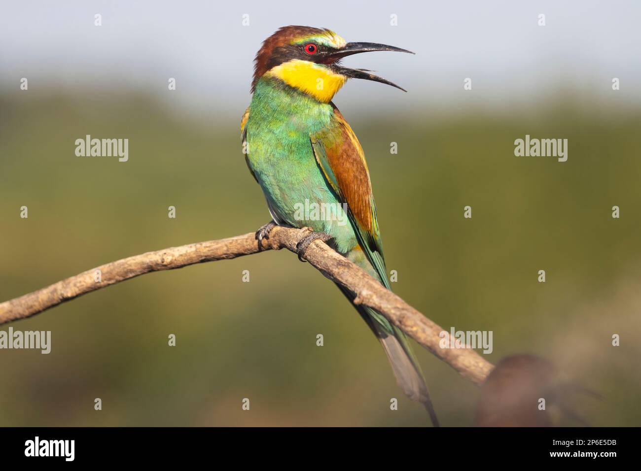 bel oiseau avec un plumage coloré Banque D'Images