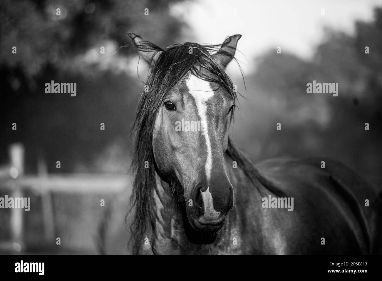 Une photo en échelle de gris d'un cheval dans un pâturage entouré d'une clôture en bois Banque D'Images