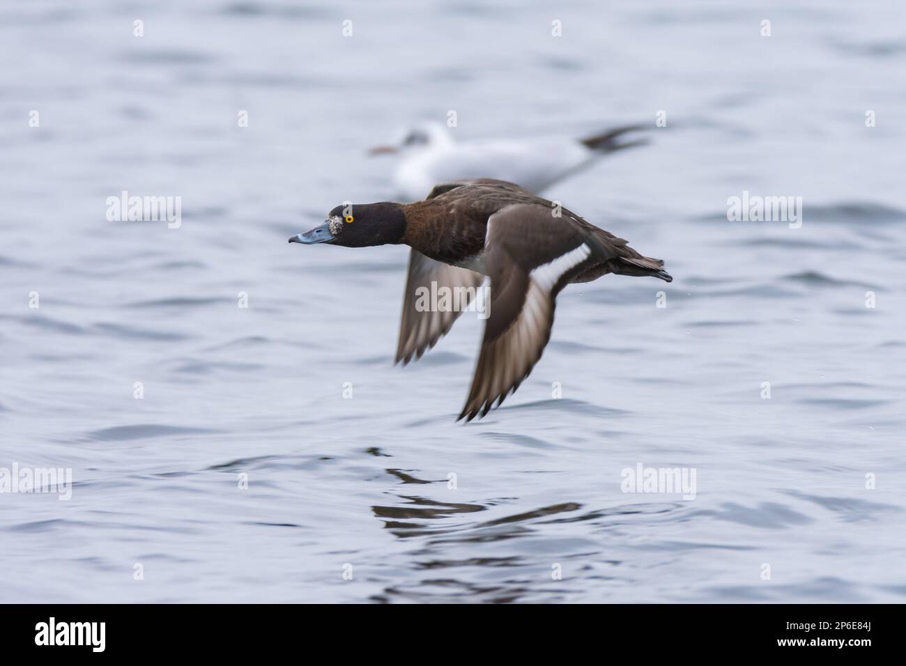 Une femelle Tufted Duck en vol au-dessus d'un lac du Royaume-Uni en hiver Banque D'Images