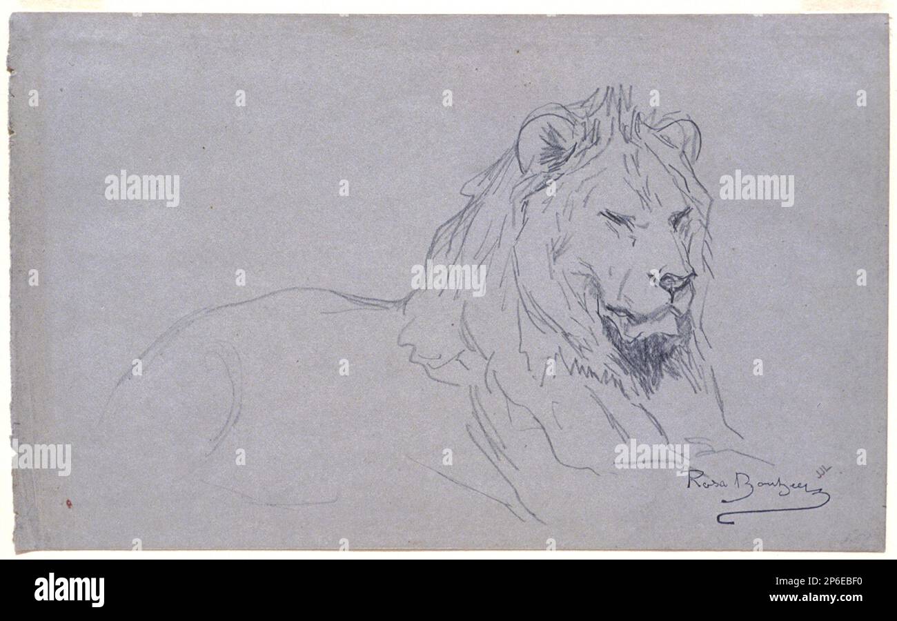 Rosa Bonheur, Etude de la tête d'un lion, 1832–1899, crayon sur papier vélin gris. Banque D'Images