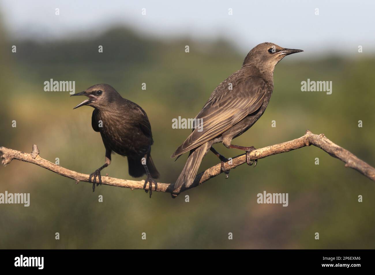 deux oiseaux, des animaux de l'étoile, s'assoient sur une branche mince Banque D'Images