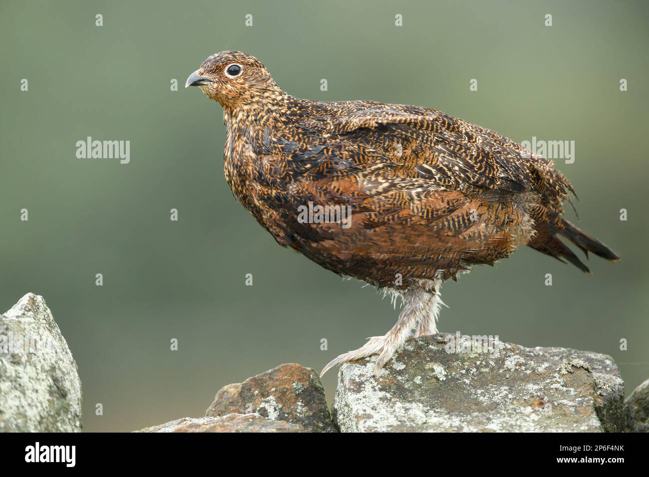 Gros plan d'un tétras rouge sur un mur de Drystone par temps très humide. Nom scientifique : lagopus Lagopus. Orienté vers la gauche. Nettoyer l'arrière-plan. Espace pour la copie. Banque D'Images