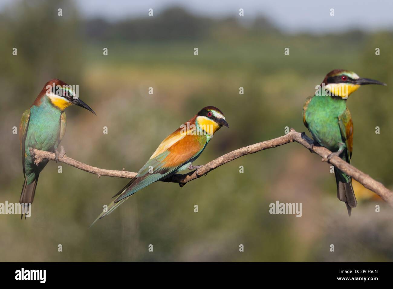 Les oiseaux de couleur paradisiaque s'assoient trois sur une branche Banque D'Images