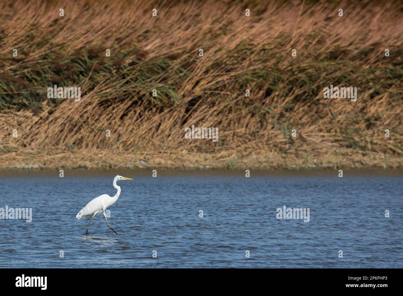 Mammifères et oiseaux d'Italie vivant en liberté Banque D'Images