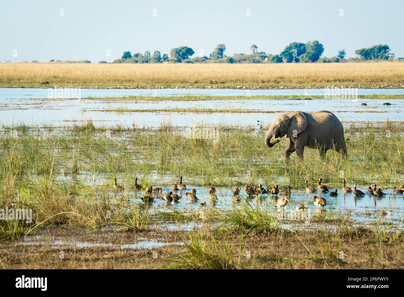 Le troupeau d'éléphants, Loxodonta africana, croise le marais, devant l'animal sont des canards au sol. Parc national de Chobe, Botswana, Afrique Banque D'Images