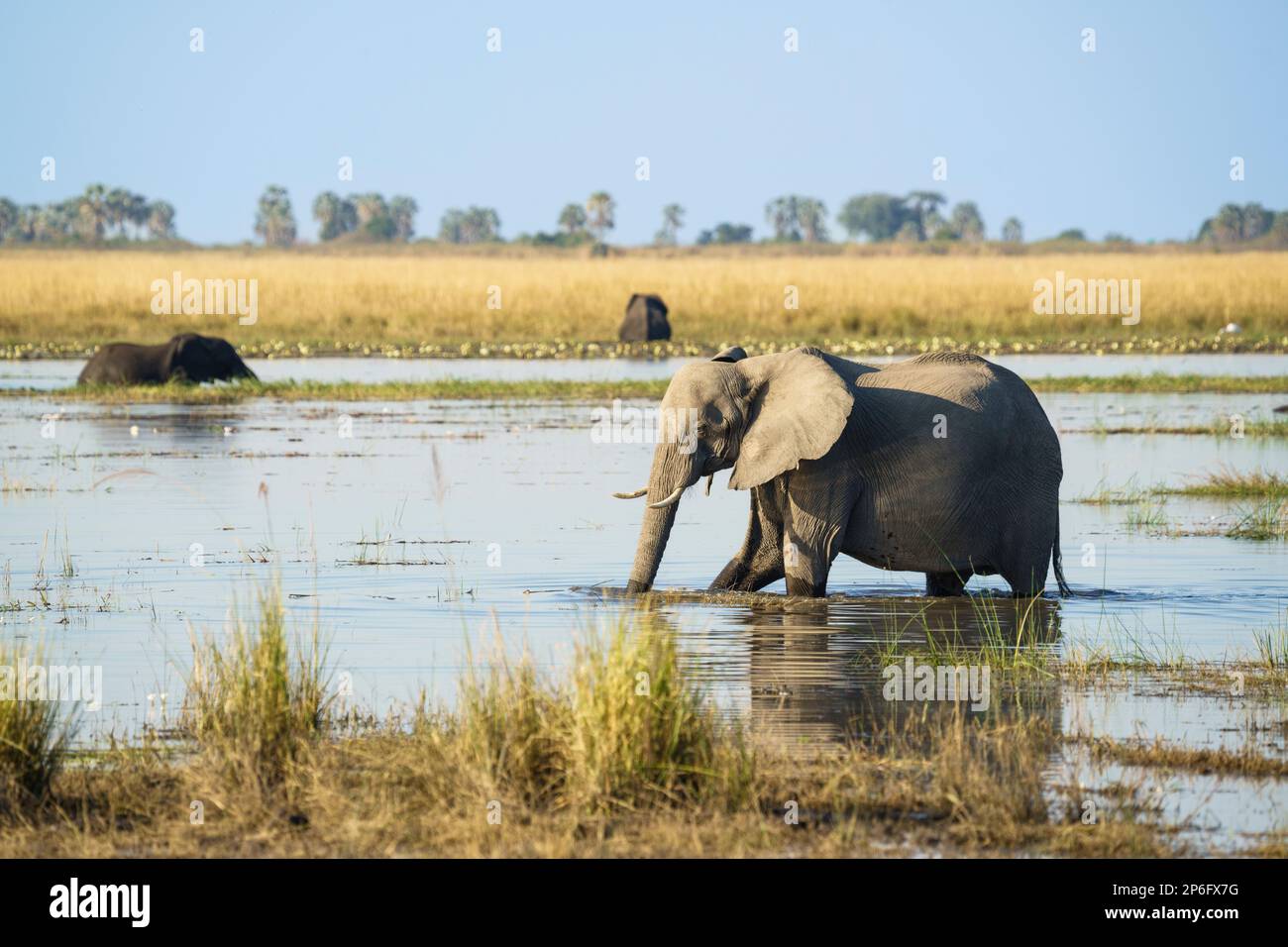 L'éléphant, Loxodenta africana, traverse la rivière Cobe. En traversant l'éléphant est de l'eau potable. Parc national de Chobe, Botswana, Afrique Banque D'Images