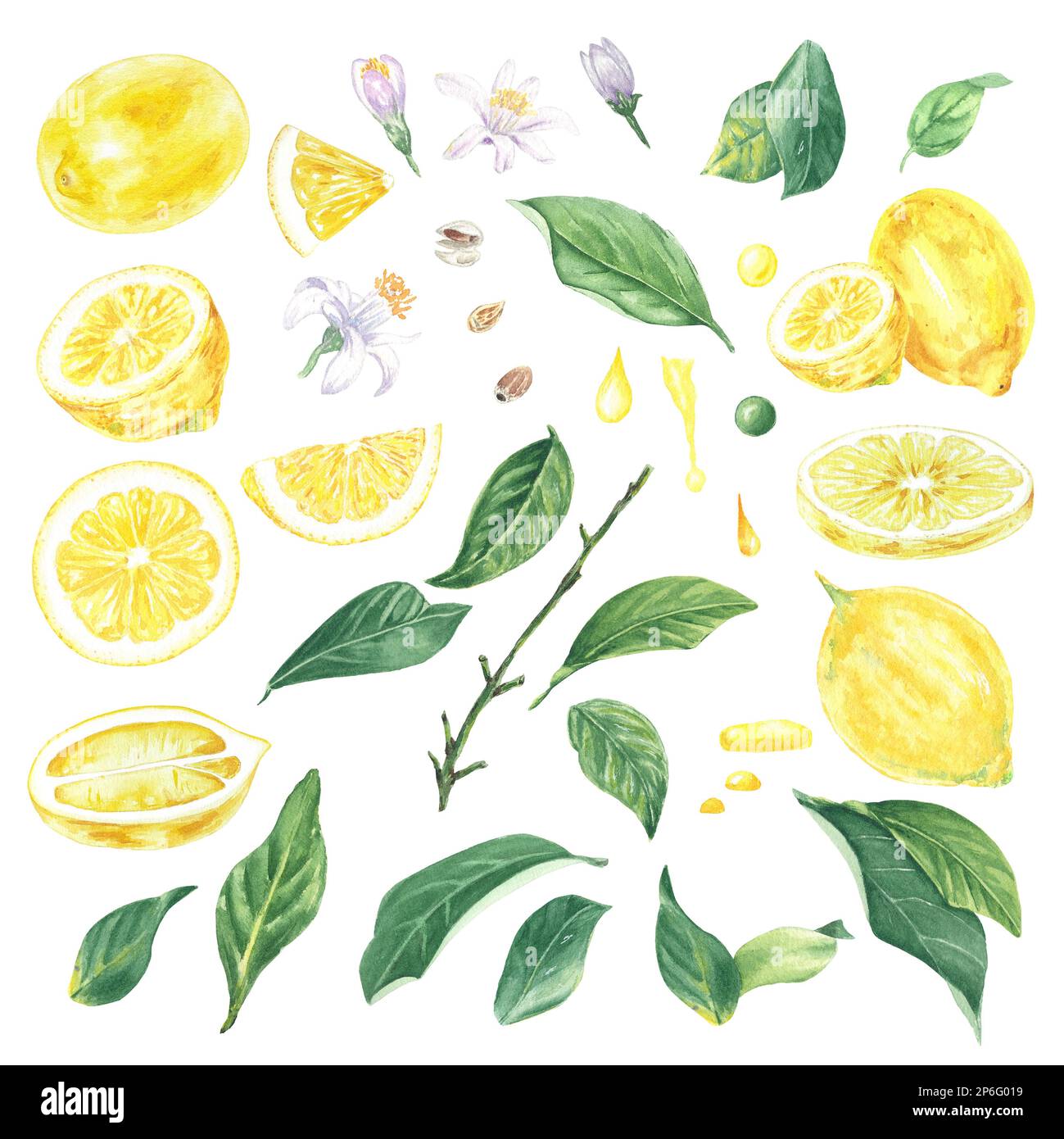 Set aquarelle de citrons, feuilles et fleurs, peint à la main dans le style botanique, pour l'utilisation en vacances, mariage, et la conception de nourriture. Clipart agrumes tropical Banque D'Images Set aquarelle de citrons, feuilles et fleurs, peint à la main dans le style botanique, pour l'utilisation en vacances, mariage, et la conception de nourriture. Clipart agrumes tropical Banque D'Images