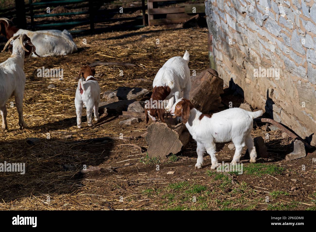 Chèvres Boer avec des bébés dans une cour. Cette race de chèvre a été développée en Afrique du Sud en 1900s pour la production de viande. Banque D'Images