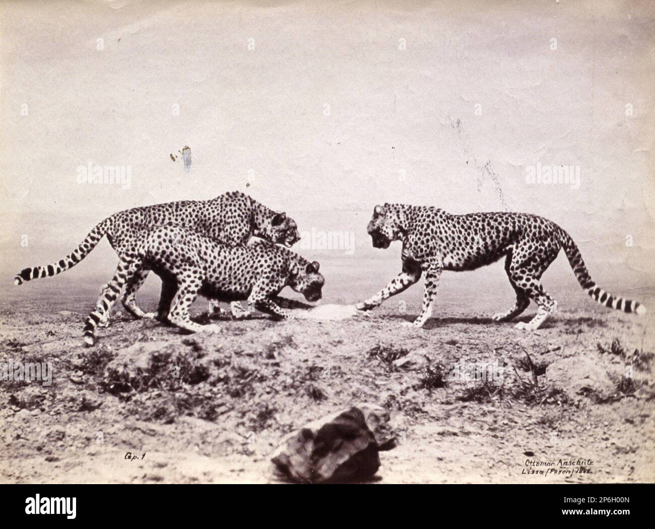 Ottomar Anschütz, Etude des Cheetahs dans la nature, 1888, imprimé albumine. Banque D'Images