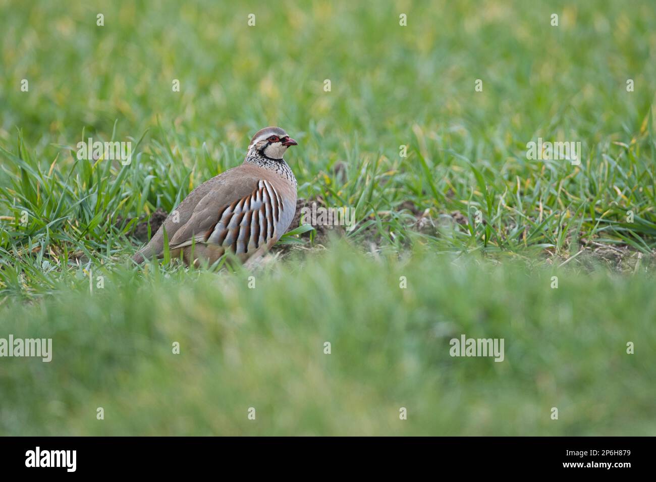 Perdrix à pattes rouges (Alectoris rufa) au bord d'un champ arable Banque D'Images